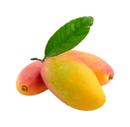 انبه دستچین شده