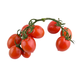 گوجه گیلاسی