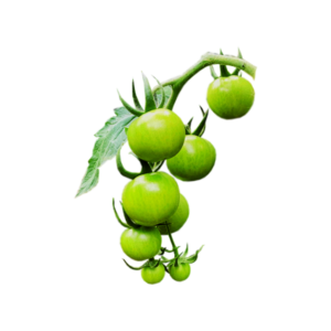 گوجه سبز گیلاسی