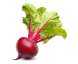تربچه